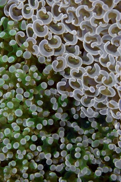 Hard corals on reef, Ayau Island, Indonesia